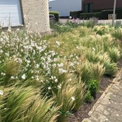 Showtuin Aartselaar Stipa Echinacea Gaura Overzicht Showtuin rreac04 Publiek Aartselaar Stipa Echinacea Gaura Overzicht